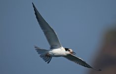 25 Common Tern.jpg