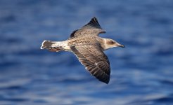 28 Yellow-legged Gull.jpg