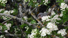 2018.05.27 W. Subalpine Warbler.JPG