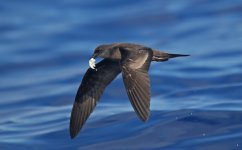 54 Bulwer's Petrel.jpg