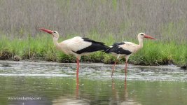 2018.05.27 White Storks.JPG