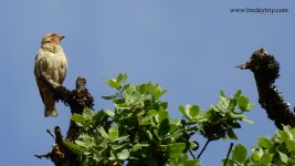 2018.06.22 Rock Sparrow.JPG