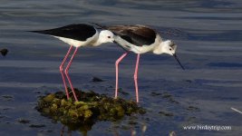 2018.05.29 Black-winged Stilts.JPG