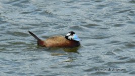 2018.05.29 White-headed Duck.JPG