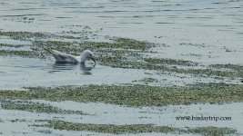 2018.05.29 Slender-billed Gull.JPG