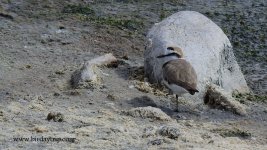 2018.05.29 Kentish Plover.JPG