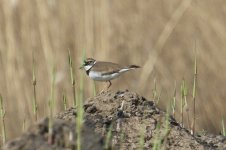 Little Ringed Plover (1).jpg