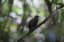 Scaly-throated Leaftosser.JPG