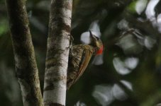 Stripe-cheeked Woodpecker-2.JPG