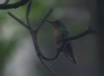 Pirre Hummingbird-7.JPG