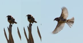 scruffy sparrow.jpg