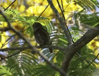 ferrug pygmy owl2.JPG