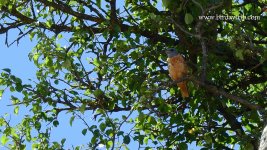 2018.07.28 Rock Thrush.JPG