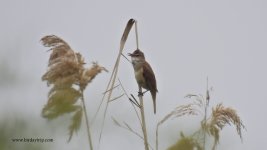 2018.05.09 Great Reed Warbler.JPG