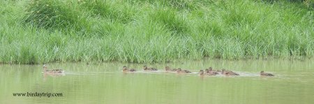 2018.05.09 Mallards.JPG