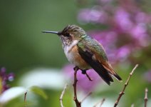 scintillant hummingbird.JPG