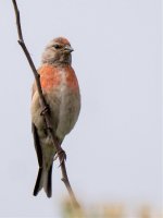 Linnet-1.jpg