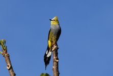 long tailed silky fly.JPG