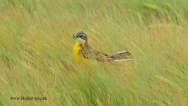 2018.05.10 Iberian Yellow Wagtail.JPG