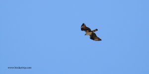 2018.07.31 Bonelli's Eagle.JPG