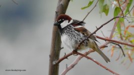 2018.05.12 Spanish Sparrow.JPG