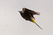 Wagtail 1.jpg