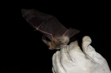 20180830 (4)_Brown_Long-eared_Bat.JPG