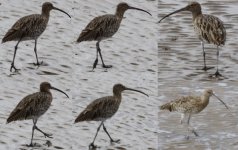 curlew-whimbrel.jpg
