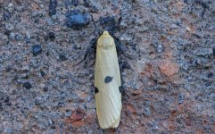 Four-spotted Footman female 001 (reduced).jpg