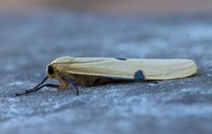 Four-spotted Footman female 002 (reduced).jpg