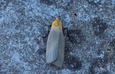 Four-spotted Footman male 001 (reduced).jpg