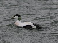 Eider.jpg