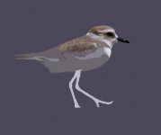 Malaysian Plover head 3.jpg