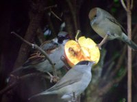 blackcap1 030107.JPG