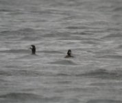 Scaup  Lesser Scaup at Balbriggan 1A Reduced.jpg