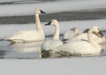 W-Swan-1-web.jpg