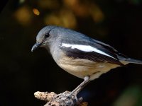 magpie robin.fem.srb.grit.flare DSCF0449.jpg