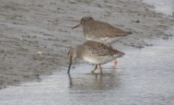 tn_Dowitcher LB Dundalk Quay 20.JPG