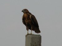 Buteo rufinus 335.jpg