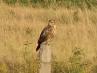 Buteo buteo vulpinus 105.jpg