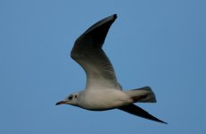 Black Headed gull.jpg