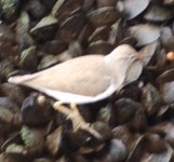 Spotted Sandpiper.JPG