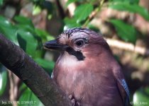 jay-0628.jpg