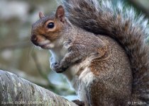 squirrel-0653.jpg