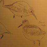 11dunlins.jpg