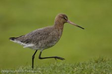 black tailed godwit.jpg