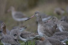 black tailed godwit2.jpg