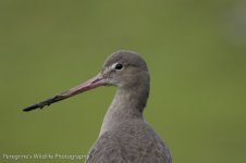 black tailed godwit3.jpg