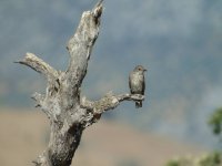 spotted flycatcher wild andalucia.jpg
