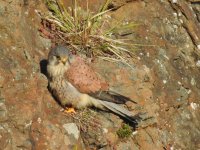 Seafield Kestrel.jpg